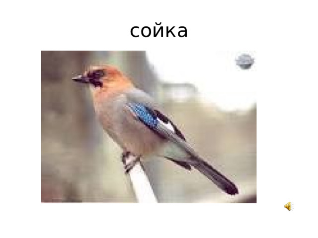 сойка 