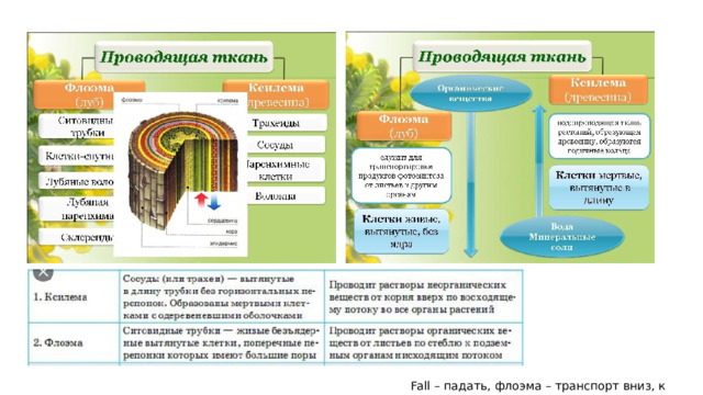 Fall – падать, флоэма – транспорт вниз, к корням 