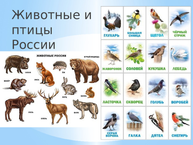 Животные и птицы России 