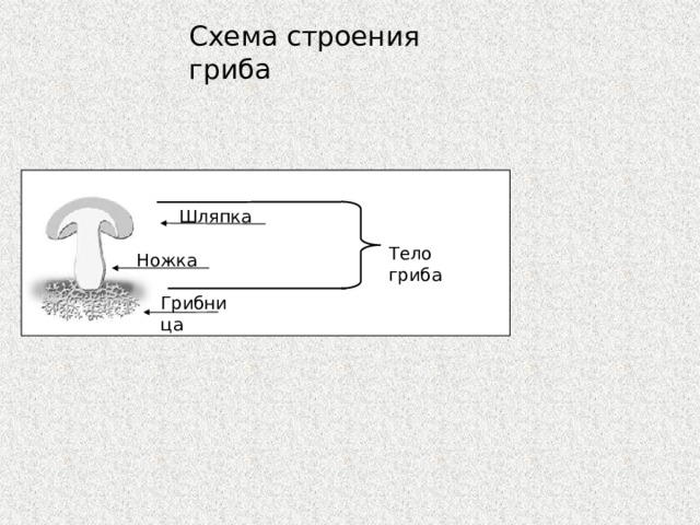 Схема строения гриба Шляпка Тело гриба Ножка Грибница 