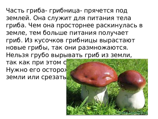 Часть гриба- грибница- прячется под землей. Она служит для питания тела гриба. Чем она просторнее раскинулась в земле, тем больше питания получает гриб. Из кусочков грибницы вырастают новые грибы, так они размножаются. Нельзя грубо вырывать гриб из земли, так как при этом страдает грибница. Нужно его осторожно вывертывать из земли или срезать. 