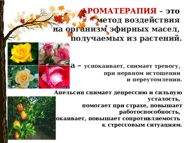   АРОМАТЕРАПИЯ – это   метод воздействия  на организм эфирных масел,  получаемых из растений.    Роза – успокаивает, снимает тревогу,  при нервном истощении  и переутомлении.    Апельсин снимает депрессию и сильную усталость,  помогает при страхе, повышает работоспособность,  успокаивает, повышает сопротивляемость  к стрессовым ситуациям.       