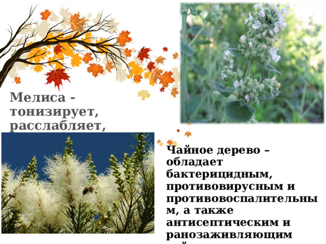 Мелиса - тонизирует, расслабляет, освежает.  Чайное дерево – обладает бактерицидным, противовирусным и противовоспалительным, а также антисептическим и ранозаживляющим действием.  