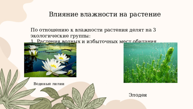 Влияние влажности на растение По отношению к влажности растения делят на 3 экологические группы: 1. Растения водных и избыточных мест обитания Водяные лилии Элодея 