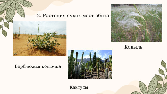 2. Растения сухих мест обитания Ковыль Верблюжья колючка Кактусы 