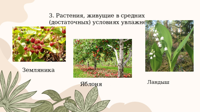3. Растения, живущие в средних (достаточных) условиях увлажнения Земляника Ландыш Яблоня 