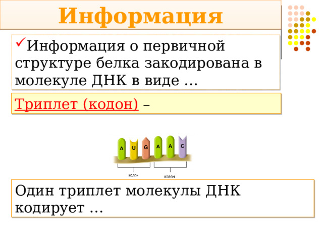 Информация Информация о первичной структуре белка закодирована в молекуле ДНК в виде … Триплет (кодон)  –  Один триплет молекулы ДНК кодирует … 