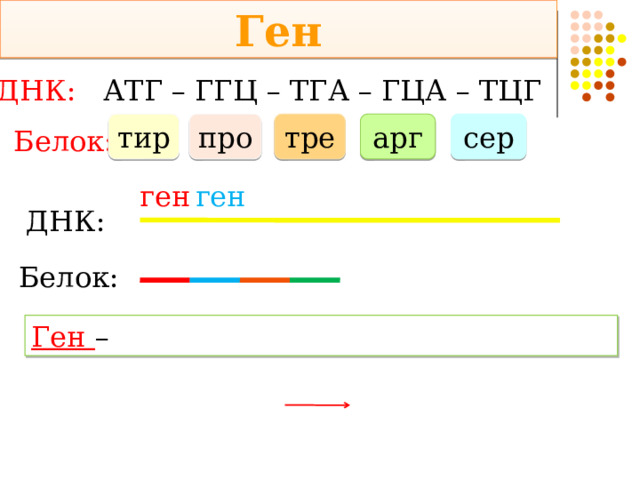 Ген ДНК: АТГ – ГГЦ – ТГА – ГЦА – ТЦГ тир про тре арг сер Белок: ген ген ДНК: Белок: Ген – 
