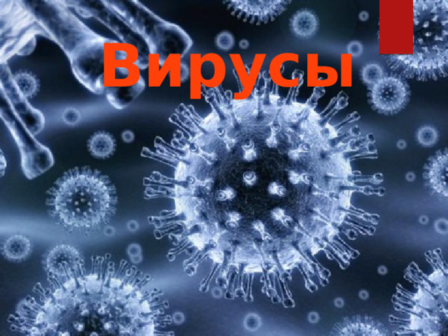 Вирусы 