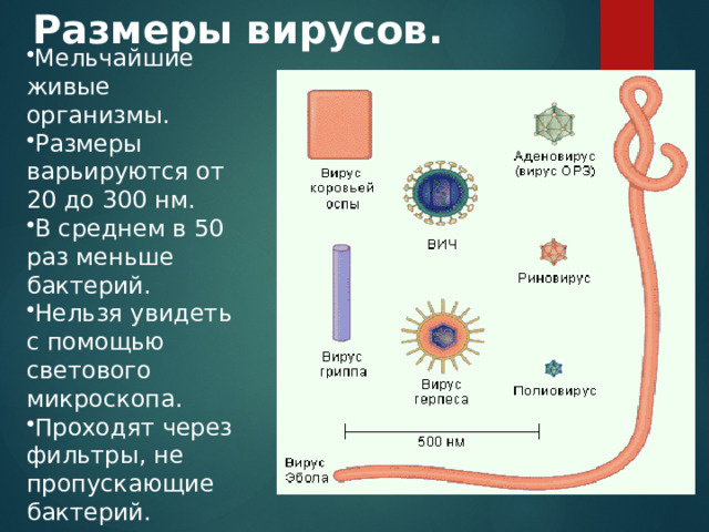 Размеры вирусов. Мельчайшие живые организмы. Размеры варьируются от 20 до 300 нм. В среднем в 50 раз меньше бактерий. Нельзя увидеть с помощью светового микроскопа. Проходят через фильтры, не пропускающие бактерий. 
