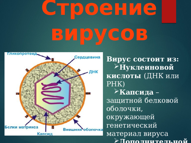 Строение вирусов Вирус состоит из: Нуклеиновой кислоты (ДНК или РНК) Капсида – защитной белковой оболочки, окружающей генетический материал вируса Дополнительной оболочки (вирусы гриппа, ВИЧ) 