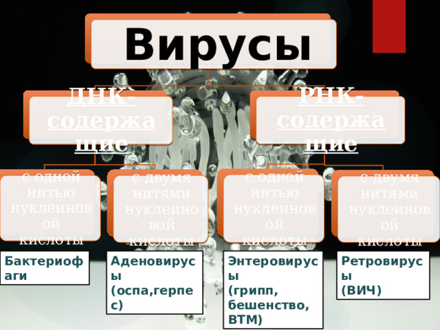 Вирусы РНК-содержащие ДНК-содержащие с одной нитью нуклеиновой кислоты с одной нитью нуклеиновой кислоты с двумя нитями нуклеиновой кислоты с двумя нитями нуклеиновой кислоты Бактериофаги Аденовирусы Энтеровирусы Ретровирусы (оспа,герпес) (грипп, бешенство, ВТМ) (ВИЧ) 