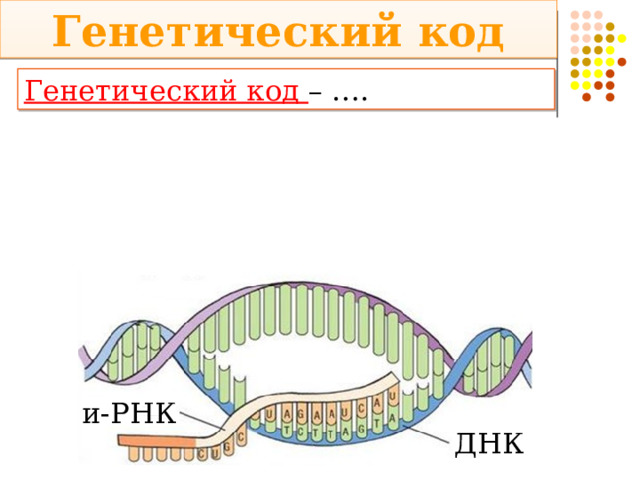 Генетический код Генетический код – …. и-РНК ДНК 