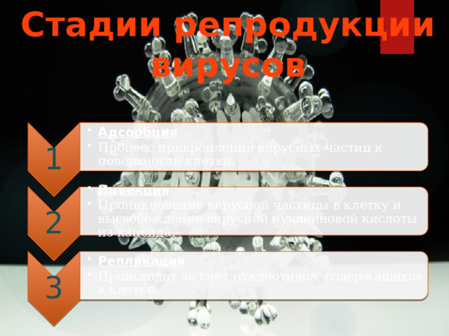 Стадии репродукции вирусов 1 Адсорбция Процесс прикрепления вирусных частиц к поверхности клетки. Адсорбция Процесс прикрепления вирусных частиц к поверхности клетки. 2 Инъекция Проникновение вирусной частицы в клетку и высвобождение вирусной нуклеиновой кислоты из капсида. Инъекция Проникновение вирусной частицы в клетку и высвобождение вирусной нуклеиновой кислоты из капсида. 3 Репликация Происходит за счет нуклеотидов, содержащихся в клетке. Репликация Происходит за счет нуклеотидов, содержащихся в клетке. 