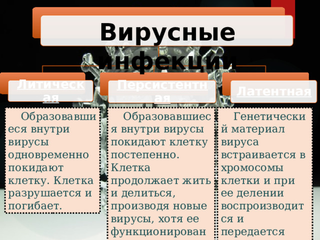 Вирусные инфекции Литическая Персистентная Латентная Образовавшиеся внутри вирусы одновременно покидают клетку. Клетка разрушается и погибает. Образовавшиеся внутри вирусы покидают клетку постепенно. Клетка продолжает жить и делиться, производя новые вирусы, хотя ее функционирование может изменится. Генетический материал вируса встраивается в хромосомы клетки и при ее делении воспроизводится и передается дочерним клеткам. 