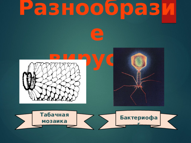 Разнообразие вирусов Табачная мозаика Бактериофаг 