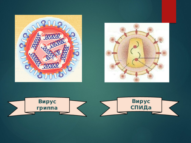 Вирус гриппа Вирус СПИДа Вирус гриппа 