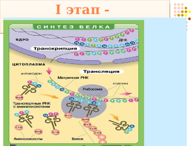 I этап - транскрипция 