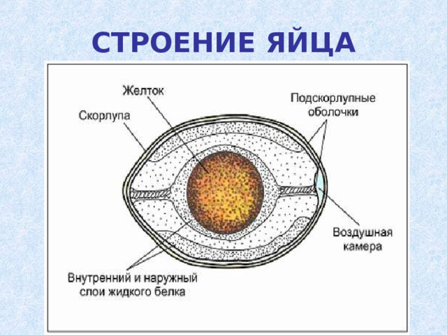 СТРОЕНИЕ ЯЙЦА 