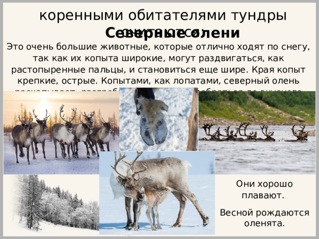 коренными обитателями тундры считаются: Северные олени  Это очень большие животные, которые отлично ходят по снегу, так как их копыта широкие, могут раздвигаться, как растопыренные пальцы, и становиться еще шире. Края копыт крепкие, острые. Копытами, как лопатами, северный олень раскапывает, разгребает снег, чтобы добраться до вкусного ягеля. Они хорошо плавают. Весной рождаются оленята. 