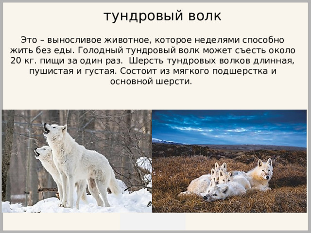 тундровый волк Это – выносливое животное, которое неделями способно жить без еды. Голодный тундровый волк может съесть около 20 кг. пищи за один раз. Шерсть тундровых волков длинная, пушистая и густая. Состоит из мягкого подшерстка и основной шерсти. 