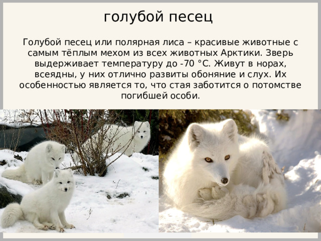 голубой песец Голубой песец или полярная лиса – красивые животные с самым тёплым мехом из всех животных Арктики. Зверь выдерживает температуру до -70 °C. Живут в норах, всеядны, у них отлично развиты обоняние и слух. Их особенностью является то, что стая заботится о потомстве погибшей особи. 