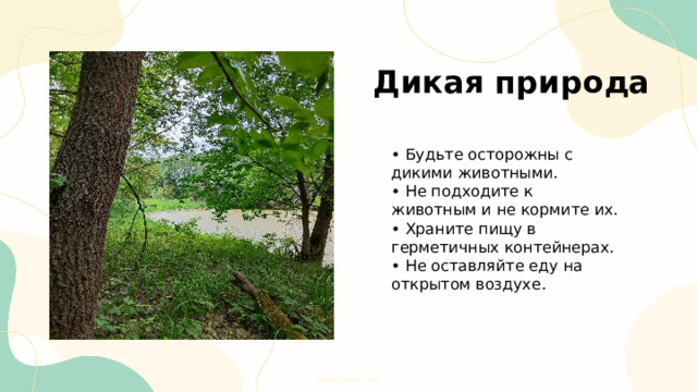  Дикая природа • Будьте осторожны с дикими животными. • Не подходите к животным и не кормите их. • Храните пищу в герметичных контейнерах. • Не оставляйте еду на открытом воздухе. 