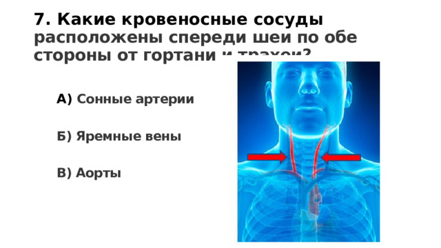 7. Какие кровеносные сосуды расположены спереди шеи по обе стороны от гортани и трахеи? А) Сонные артерии  Б) Яремные вены  В) Аорты 