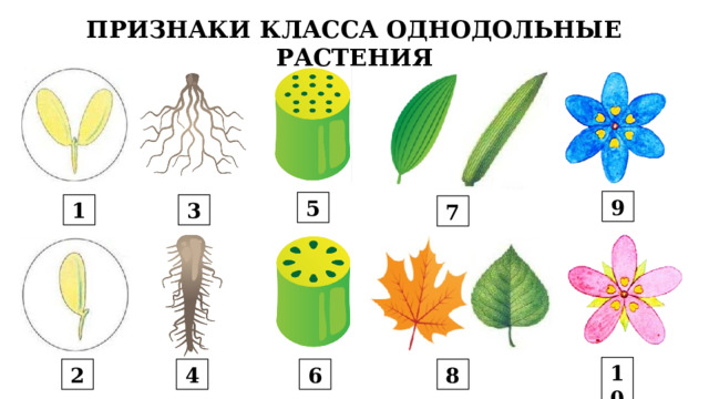 ПРИЗНАКИ КЛАССА ОДНОДОЛЬНЫЕ РАСТЕНИЯ 9 5 3 1 7 10 2 4 6 8 