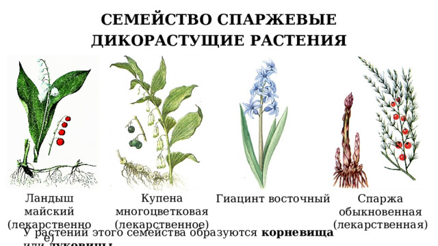 СЕМЕЙСТВО СПАРЖЕВЫЕ ДИКОРАСТУЩИЕ РАСТЕНИЯ Ландыш майский Купена многоцветковая (лекарственное) (лекарственное) Спаржа обыкновенная (лекарственная) Гиацинт восточный У растений этого семейства образуются корневища или луковицы . 11 