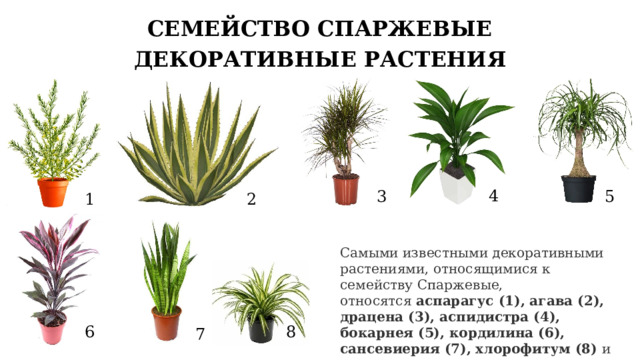 СЕМЕЙСТВО СПАРЖЕВЫЕ ДЕКОРАТИВНЫЕ РАСТЕНИЯ 4 5 3 1 2 Самыми известными декоративными растениями, относящимися к семейству Спаржевые, относятся  аспарагус (1), агава (2), драцена (3), аспидистра (4), бокарнея (5), кордилина (6), сансевиерия (7), хлорофитум (8) и др. 6 8 7 12 