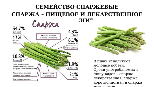 СЕМЕЙСТВО СПАРЖЕВЫЕ СПАРЖА – ПИЩЕВОЕ И ЛЕКАРСТВЕННОЕ РАСТЕНИЕ В пищу используют молодые побеги. Среди употребляемых в пищу видов – спаржа лекарственная, спаржа коротколистная и спаржа мутовчатая. 12 