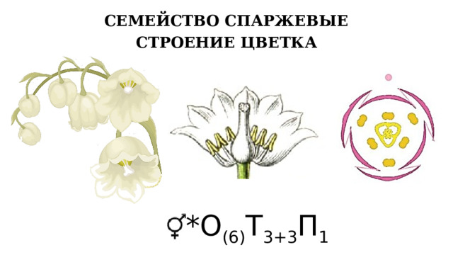 СЕМЕЙСТВО СПАРЖЕВЫЕ СТРОЕНИЕ ЦВЕТКА *О (6) Т 3+3 П 1 14 