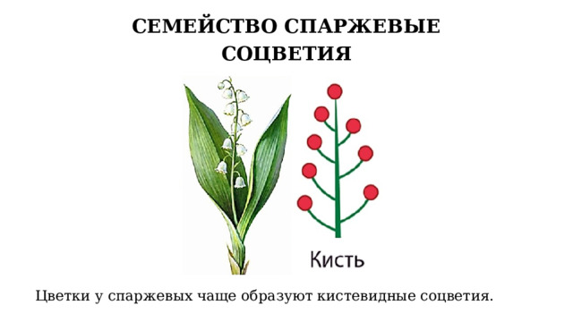 СЕМЕЙСТВО СПАРЖЕВЫЕ СОЦВЕТИЯ Цветки у спаржевых чаще образуют кистевидные соцветия. 14 