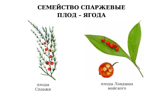 СЕМЕЙСТВО СПАРЖЕВЫЕ ПЛОД – ЯГОДА плоды Ландыша майского плоды Спаржи 16 