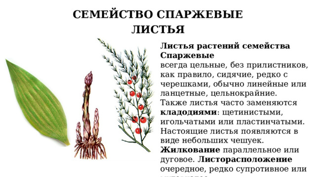 СЕМЕЙСТВО СПАРЖЕВЫЕ ЛИСТЬЯ Листья растений семейства Спаржевые всегда цельные, без прилистников, как правило, сидячие, редко с черешками, обычно линейные или ланцетные, цельнокрайние. Также листья часто заменяются кладодиями : щетинистыми, игольчатыми или пластинчатыми. Настоящие листья появляются в виде небольших чешуек. Жилкование параллельное или дуговое. Листорасположение очередное, редко супротивное или мутовчатое. 16 