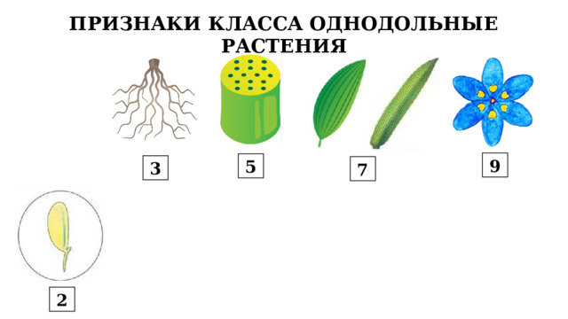 ПРИЗНАКИ КЛАССА ОДНОДОЛЬНЫЕ РАСТЕНИЯ 9 5 3 7 2 