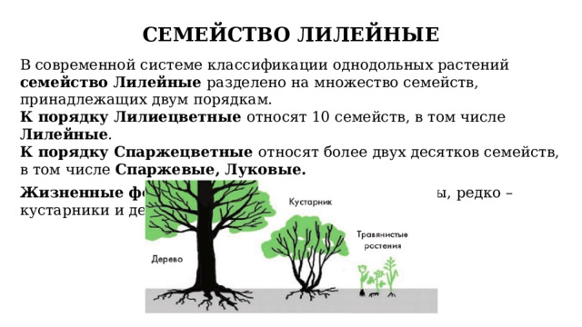 СЕМЕЙСТВО ЛИЛЕЙНЫЕ В современной системе классификации однодольных растений семейство Лилейные разделено на множество семейств, принадлежащих двум порядкам.  К порядку Лилиецветные относят 10 семейств, в том числе Лилейные .  К порядку Спаржецветные относят более двух десятков семейств, в том числе Спаржевые, Луковые.  Жизненные формы – в основном многолетние травы, редко – кустарники и деревья. 