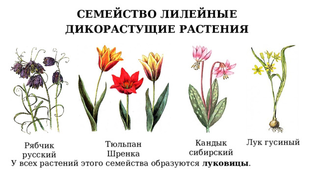 СЕМЕЙСТВО ЛИЛЕЙНЫЕ ДИКОРАСТУЩИЕ РАСТЕНИЯ Лук гусиный Кандык сибирский Тюльпан Шренка Рябчик русский У всех растений этого семейства образуются луковицы . 5 