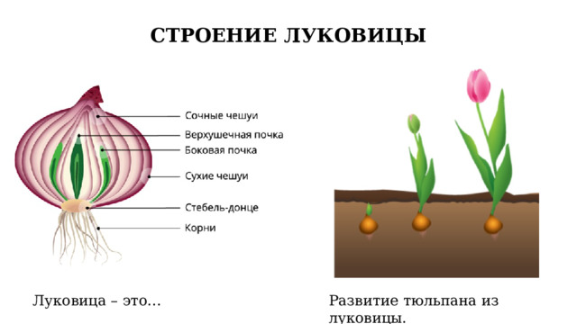 СТРОЕНИЕ ЛУКОВИЦЫ Развитие тюльпана из луковицы. Луковица – это... 5 