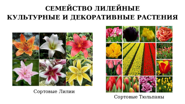 СЕМЕЙСТВО ЛИЛЕЙНЫЕ КУЛЬТУРНЫЕ И ДЕКОРАТИВНЫЕ РАСТЕНИЯ Сортовые Лилии Сортовые Тюльпаны 7 