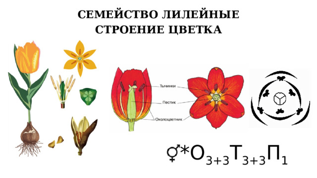 СЕМЕЙСТВО ЛИЛЕЙНЫЕ СТРОЕНИЕ ЦВЕТКА *О 3+3 Т 3+3 П 1 8 