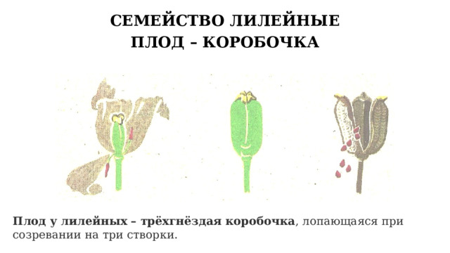 СЕМЕЙСТВО ЛИЛЕЙНЫЕ ПЛОД – КОРОБОЧКА Плод у лилейных – трёхгнёздая коробочка , лопающаяся при созревании на три створки. 8 