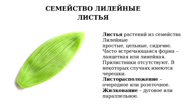 СЕМЕЙСТВО ЛИЛЕЙНЫЕ ЛИСТЬЯ Листья растений из семейства Лилейные простые, цельные, сидячие. Часто встречающаяся форма – ланцетная или линейная. Прилистники отсутствуют. В некоторых случаях имеются черешки. Листорасположение – очередное или розеточное. Жилкование – дуговое или параллельное. 8 