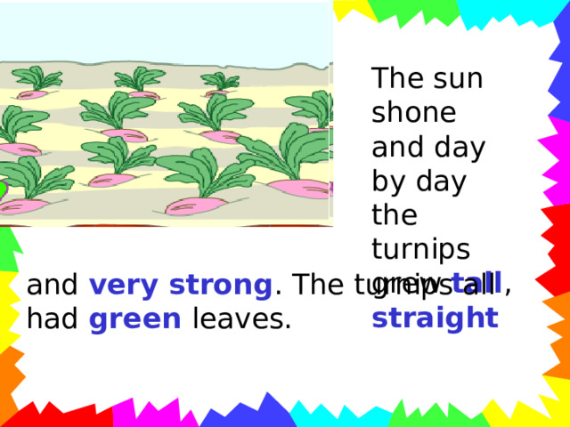 The sun shone and day by day the turnips grew tall , straight and very strong . The turnips all had green leaves. 