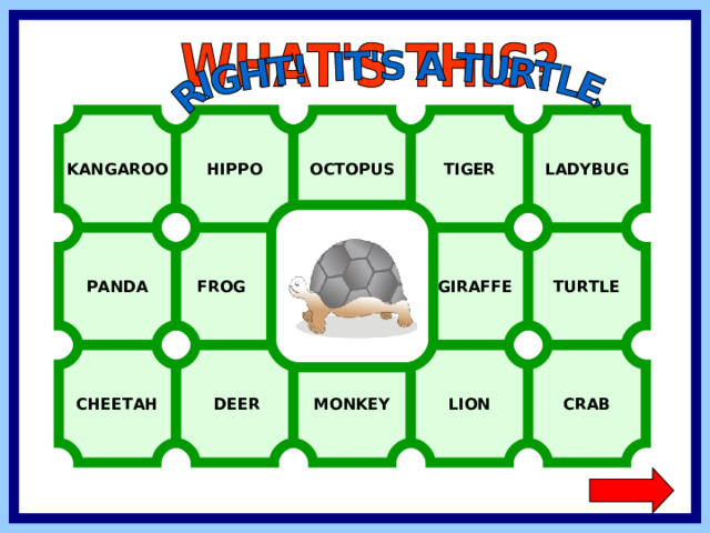 KANGAROO HIPPO OCTOPUS TIGER LADYBUG TURTLE FROG  GIRAFFE PANDA CHEETAH CRAB LION MONKEY  DEER  