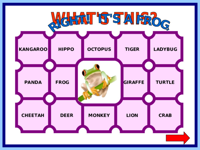 KANGAROO HIPPO OCTOPUS TIGER LADYBUG  GIRAFFE TURTLE PANDA FROG CHEETAH CRAB LION MONKEY  DEER  