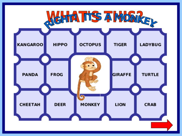 KANGAROO HIPPO OCTOPUS TIGER LADYBUG FROG  GIRAFFE TURTLE PANDA MONKEY CHEETAH CRAB LION DEER  