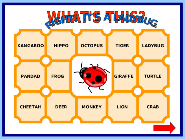 LADYBUG KANGAROO HIPPO OCTOPUS TIGER FROG  GIRAFFE TURTLE PANDAD CHEETAH CRAB LION MONKEY DEER  