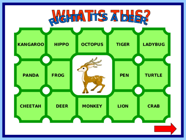 KANGAROO HIPPO OCTOPUS TIGER LADYBUG FROG  PEN TURTLE PANDA  DEER CHEETAH CRAB LION MONKEY  